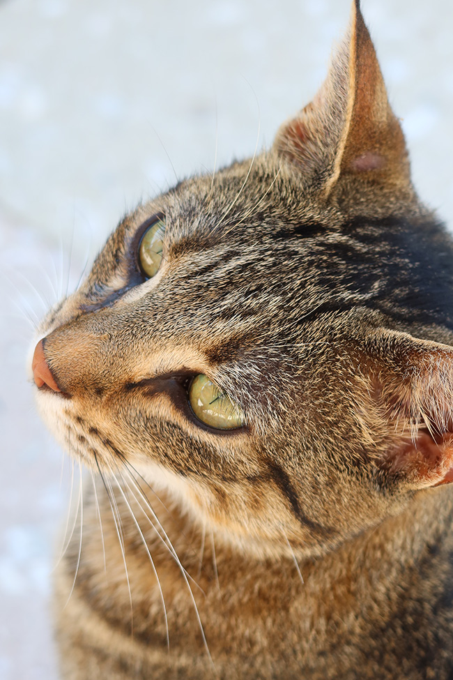 Closeup of Cat