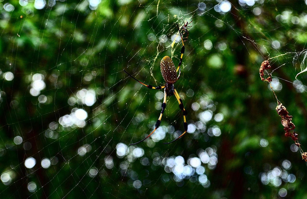 Spider and Web