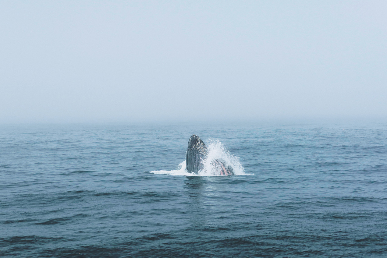 Humpback Whale Breaching